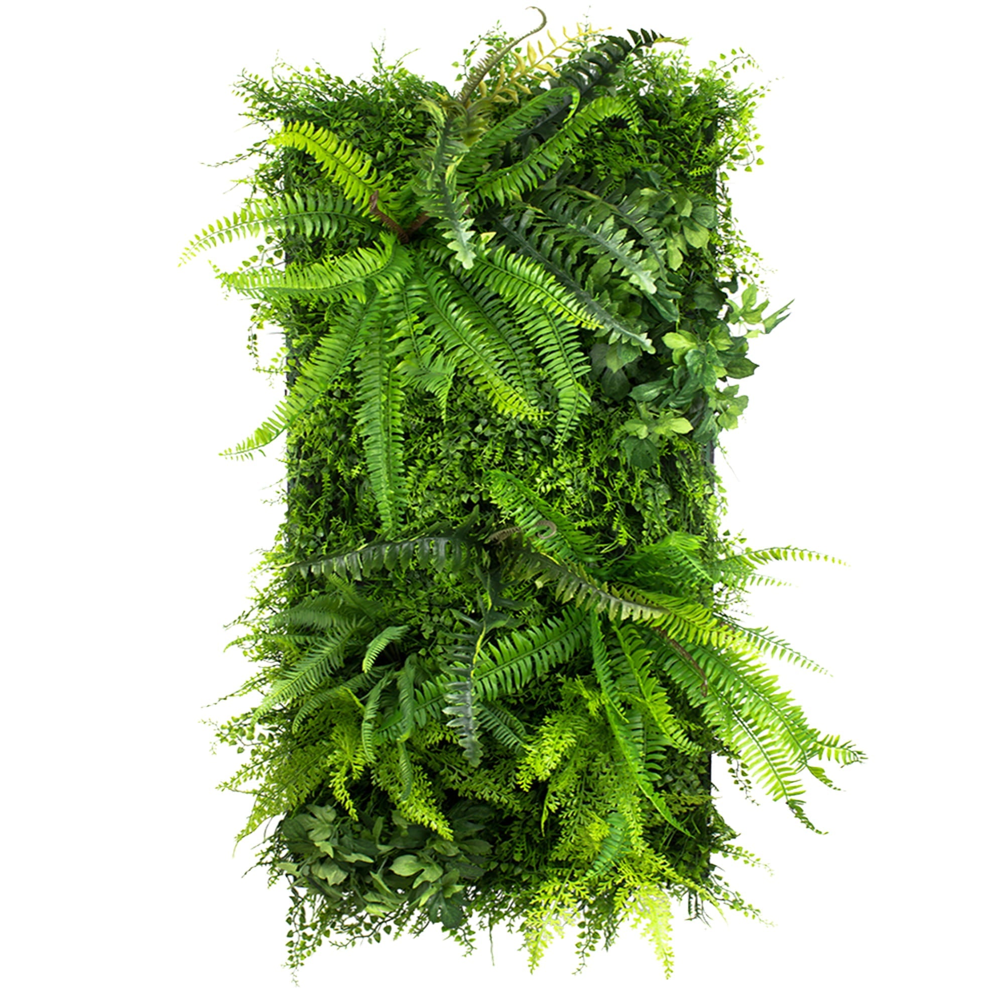 Vertical garden Wild Fern