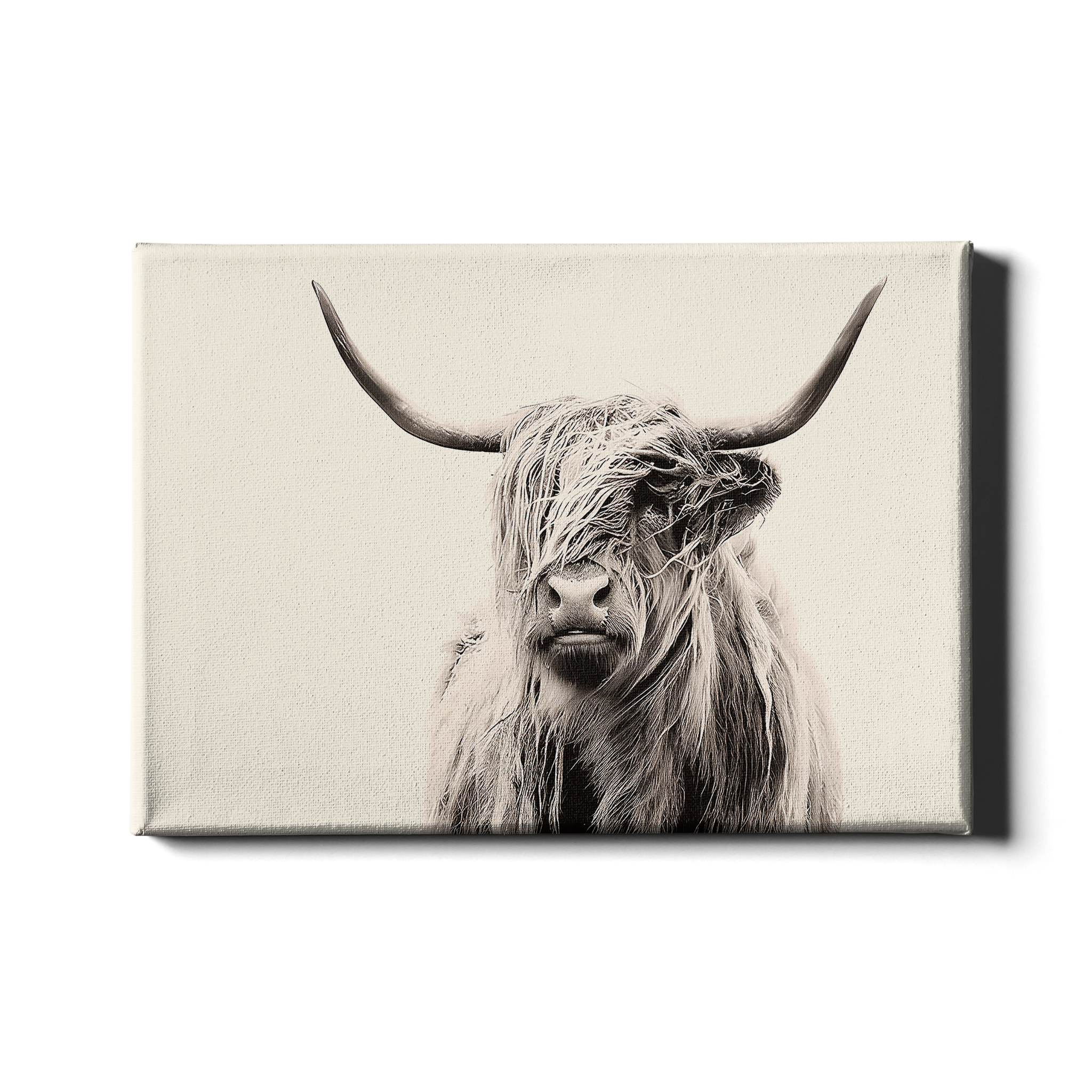 POTRAIT D'UNE VACHE DES HIGHLANDS