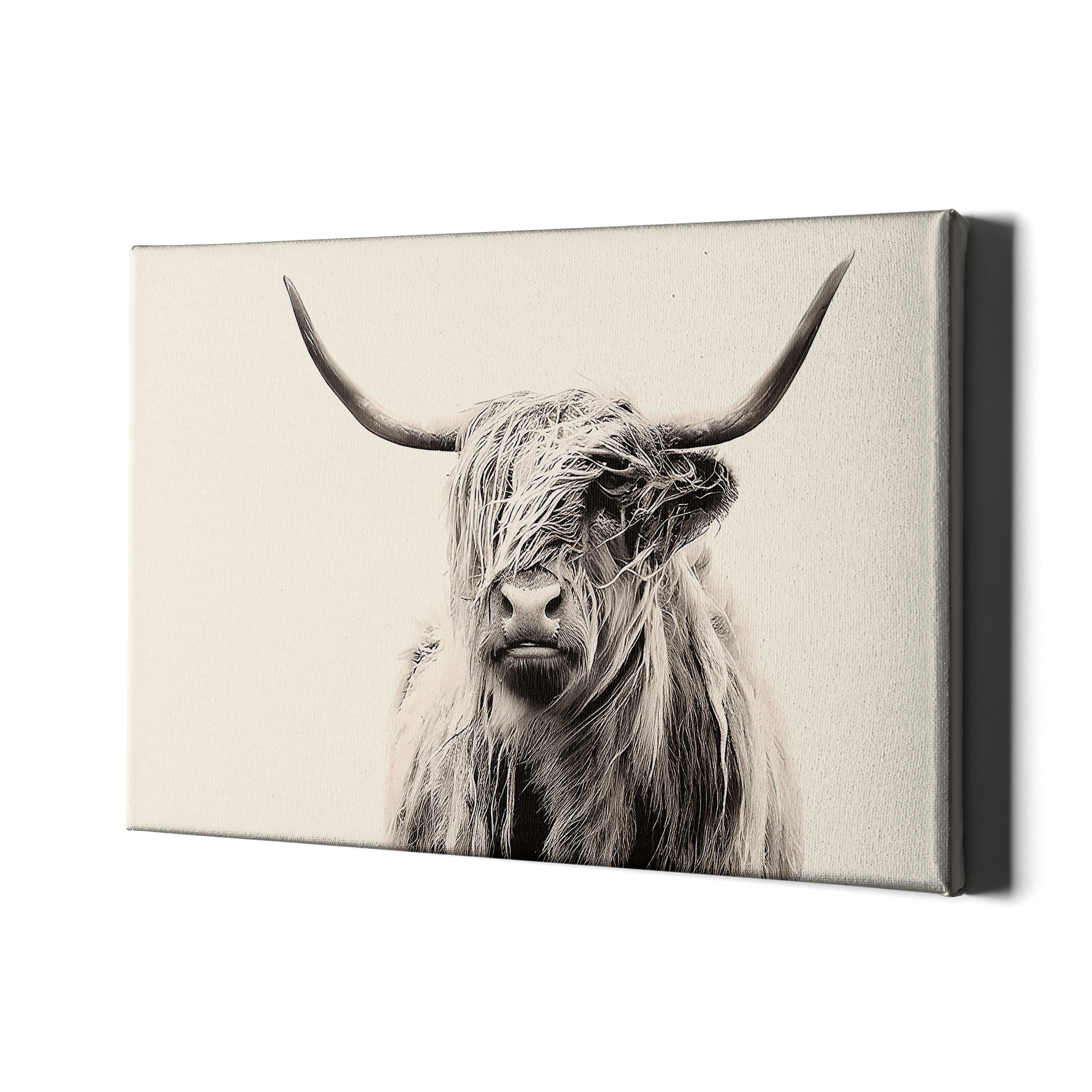 PORTRAIT OF A HIGHLAND COW